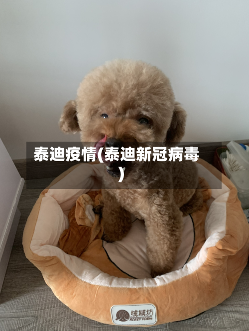 泰迪疫情(泰迪新冠病毒)-第1张图片