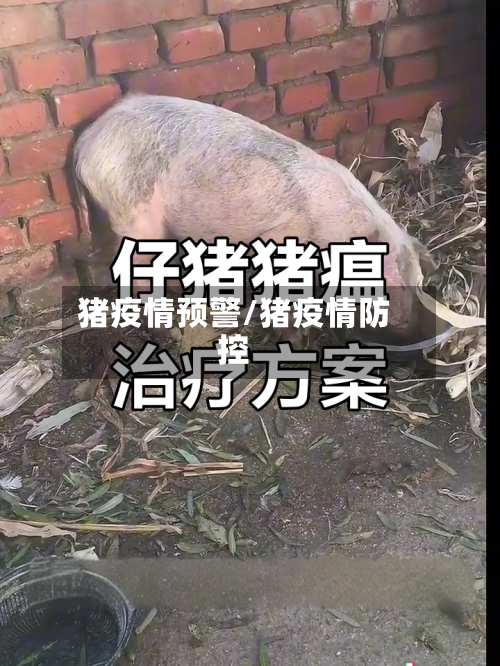 猪疫情预警/猪疫情防控-第1张图片