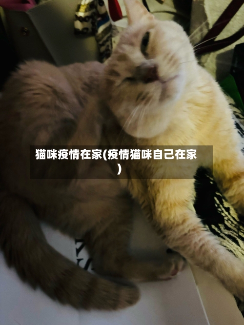 猫咪疫情在家(疫情猫咪自己在家)-第1张图片