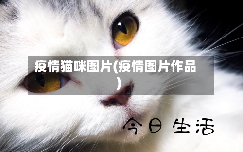 疫情猫咪图片(疫情图片作品)-第2张图片